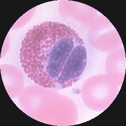 Eosinofil granulocyt med glänsande, tegelröda granula