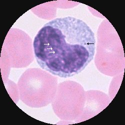 Monocyt med azurofila granula (svart pil) och kromatin (vita pilar)
