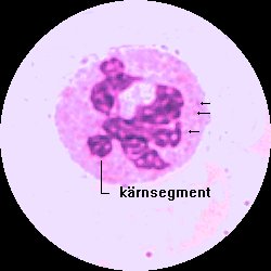 Neutrofil segmentkärning granulocyt med svagt laxrosa granula (svarta pilar)