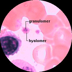 En trombocyt med granulomer och hyalomer