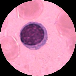 Lymfocyt